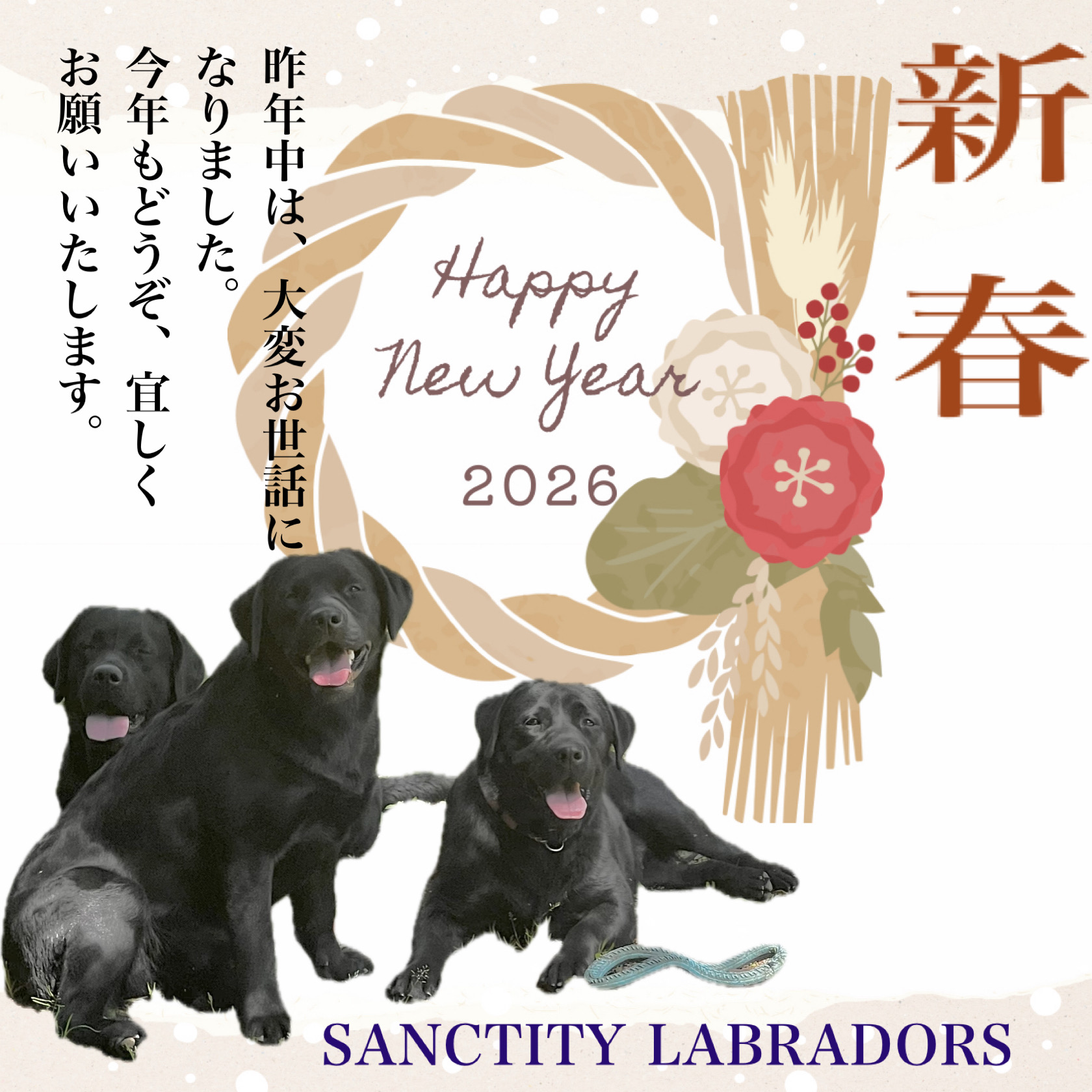 Puppies | Sanctity labradols（サンクティティラブラドールズ